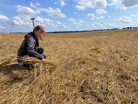 Feldexkursion 194: Erste Schritte nach der Ernte - NU Agrar, 21.07.2021