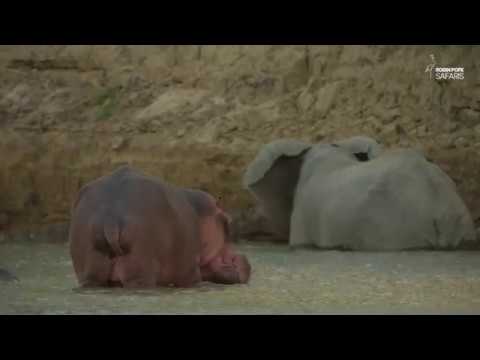 Safari Diaries: Elephant Braves Hippos