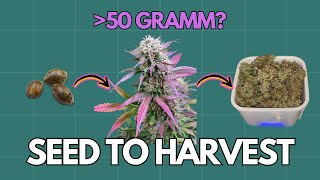 🪓 Seed to Harvest | Haze Berry, Dosidos, Royal Haze [DEUTSCH/GERMAN]