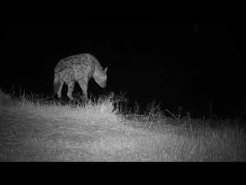 Djuma: Lone Hyena drinking at pan - 04:50 - 06/04/19