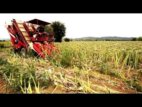 Spapperi S.r.l. - Raccolta cipolle da seme RC443 / Onion Seed Harvester RC443