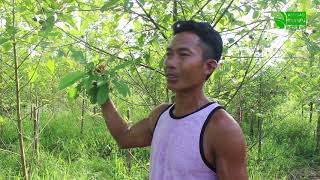 Kratom Documentary HD