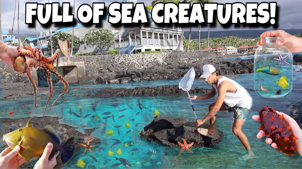 Searching TIDE POOLS For AQUARIUM CREATURES!!