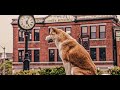 Dog Waits At The Same Spot For 9 Years For His Master To Return. Movie Recap with lesson. True story