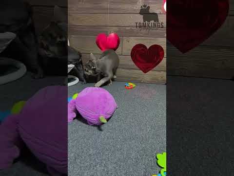 Video 3