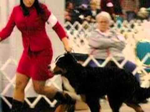 CH. Lavish's Dark Horse v Ayehli - The First 17 Months