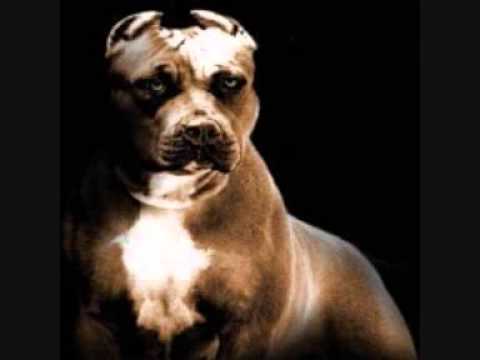 Atek Niño loco S.O.B chien d'la casse