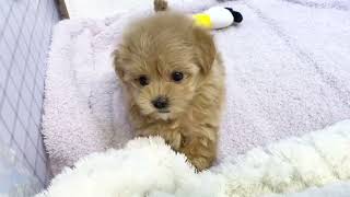 ハーフ犬の動画01