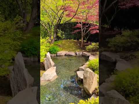 Japan in Berlin 🌸😍 #shorts #japan #berlin