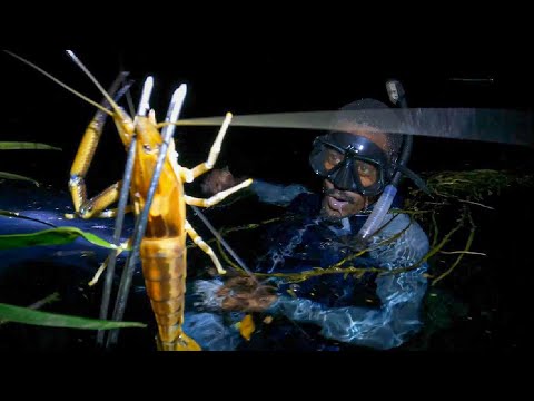 Giant Prawn Catch Clean & Cook | Camping in Paradise