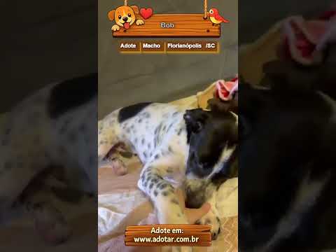 Vídeo de Bob