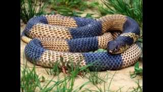 Beny More: "La Culebra"