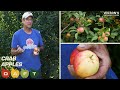 Are There Different Types Of Crab Apples