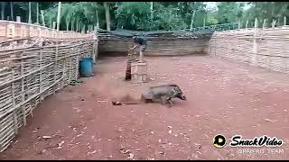 Download lagu #Dugong #Marengmang Babi paling ganas mp3 Download lagu #Dugong #Marengmang Babi paling ganas mp3