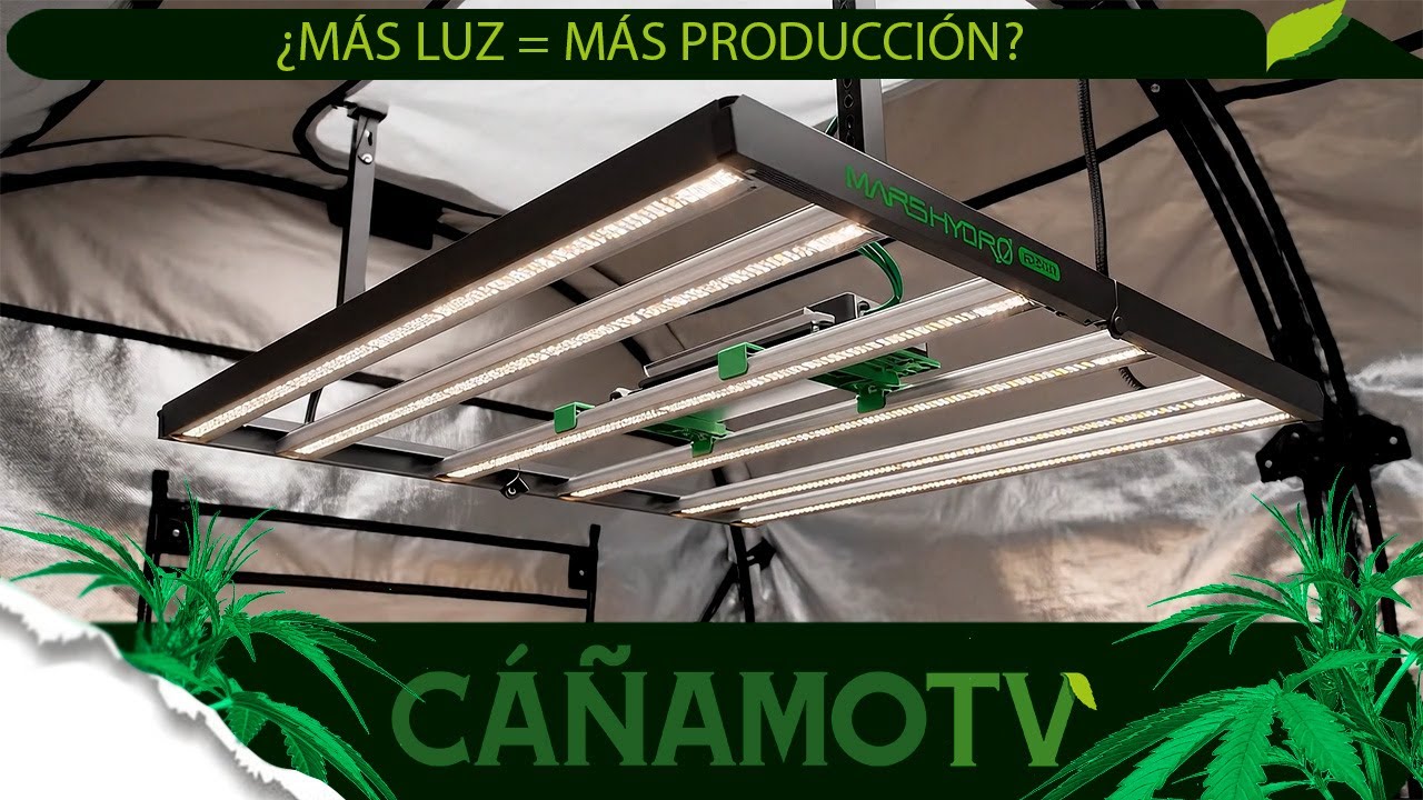 ¿MÁS LUZ = MÁS PRODUCCIÓN? Lo analizamos 💡 Mars Hydro