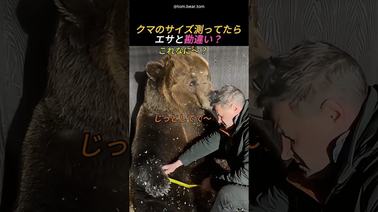 クマのサイズ測ってたらエサと勘違い？