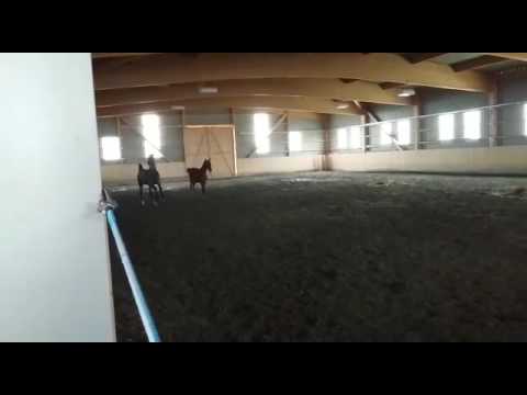 2016 stallion HOLST Uriko x Cassini II