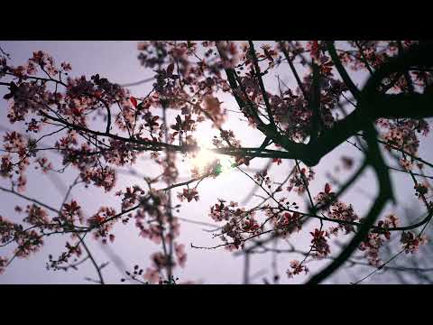 Free Copyright Video: Flowers Cherry Flower Petals Bloom Sunshine