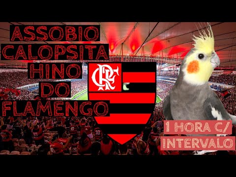 ASSOBIO CALOPSITA CANTANDO HINO DO FLAMENGO