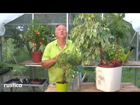 Caring for Ficus Benjamina