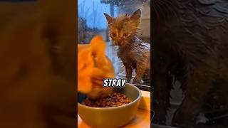 Dirty Stray Kitten Watches Happy Cats Through a Glass Door… Then Everything Changes #cat #shorts