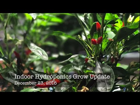 Indoor hydroponics grow update 12/23/16