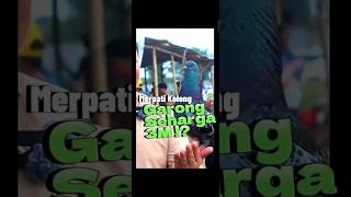 Download lagu Merpati Termahal Seharga 3M!? #shorts #viral #merpati mp3