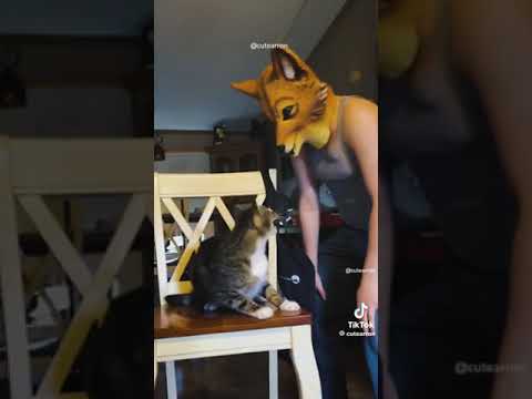 cats getting scared of cat masks