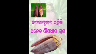 BANANA BENEFITS OF BANANA FLOWERS