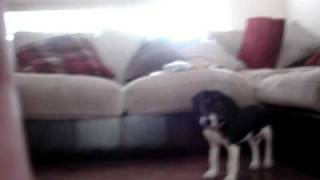 preview picture of video 'Husker the beagle'