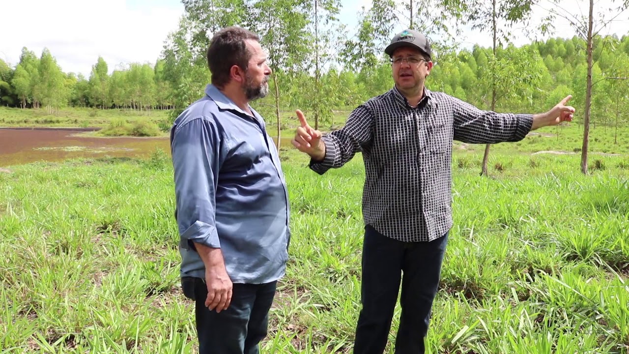 Produtor mostra os benefícios da integração com eucalipto para a pecuária