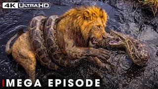 Clash of the Titans: Lion vs Apex Predator | MEGA EPISODE | Wildlife Documentary