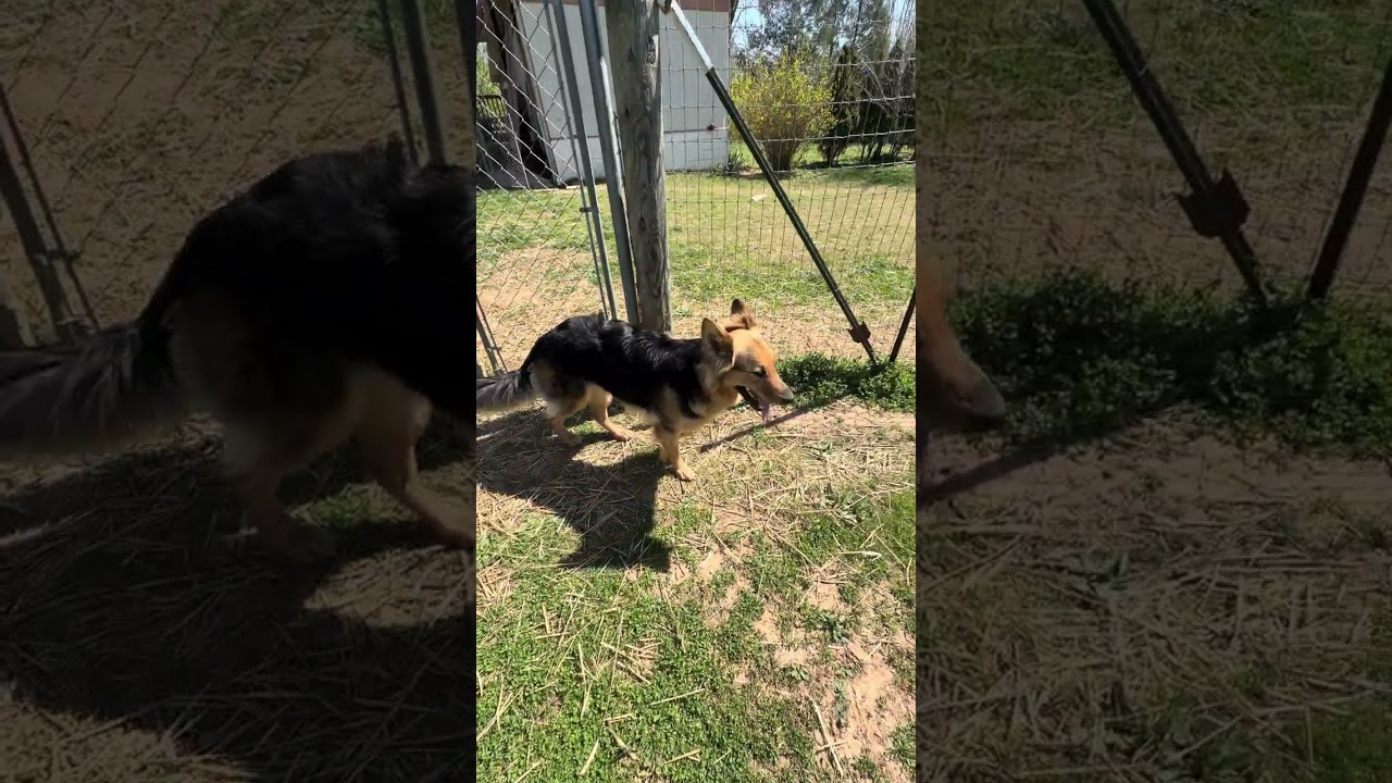Enlarge Missy (CAT FRIENDLY!!), an adopted German Shepherd Dog in Greeneville, TN video 6/6