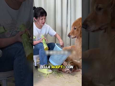 THE MOST CAREFUL DOG! 🐶💚