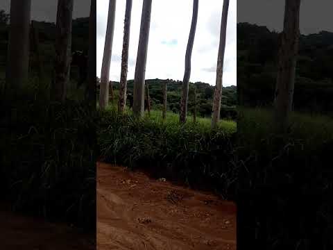 essa foi boa o boi correndo atrás kkk em Monte santo de MG