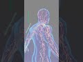 What Is Lymphatic System Animation