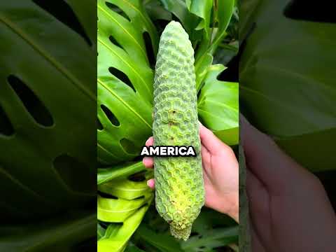 The World's Most Delicious Yet Dangerous Fruit 🤯 (@fruithunters)