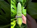 The World's Most Delicious Yet Dangerous Fruit 🤯 (@fruithunters)