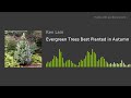 Evergreen Trees Best Planted in Autumn