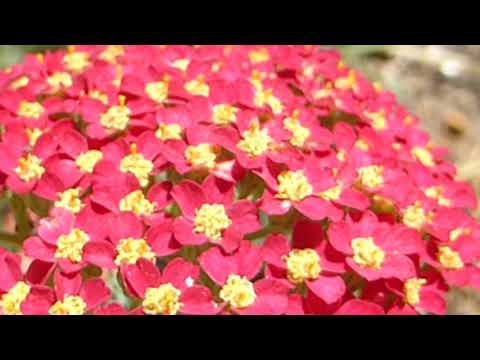 download lagu mp3 mp4 Cerise Queen Yarrow Flower, download lagu Cerise Queen Yarrow Flower gratis, unduh video klip Cerise Queen Yarrow Flower