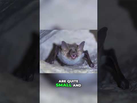 Unveiling the Hidden World of Bat Gameplay: Strategies, Counters, and Adaptations