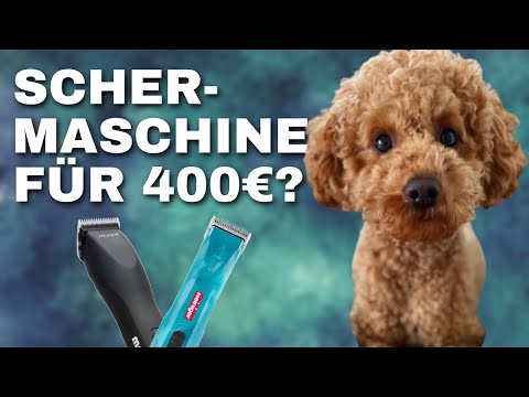 Pudel Schermaschinen Vergleich: Moser Max 50 vs. Heiniger Opal - Wir haben getestet