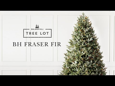 BH フレイザー ファー |木の敷地