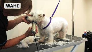 Dog Grooming Guide