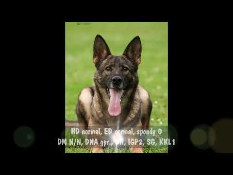 Taffy z Jukasu - protection - 2 years