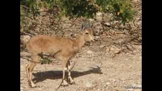 preview picture of video 'Ein Gedi Naturschutzpark'