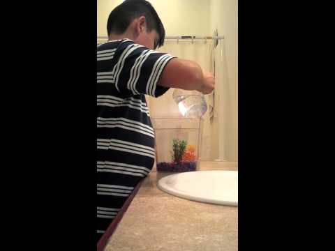 How to clean a betta fish's tank