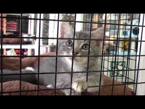 Tour of Petland Fort Myers