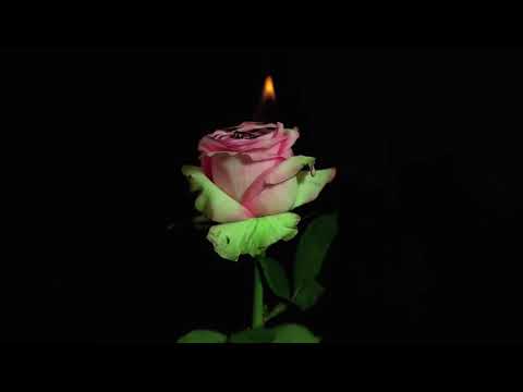 Bwautiful Flower||Nature's Video|| Status Suman Priya