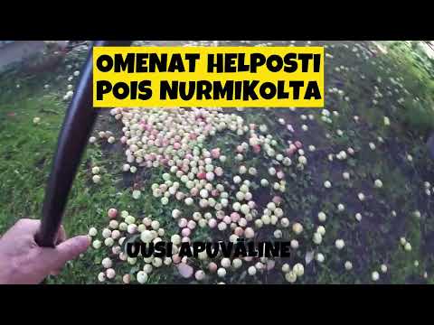 Paras omenankerääjä. Uusi mullistava keksintö: "Kirjailijan omppukerääjä". The best fruit picker.